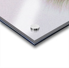 fly away with me Acrylic print