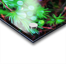 the black pearl of grose morne Acrylic print