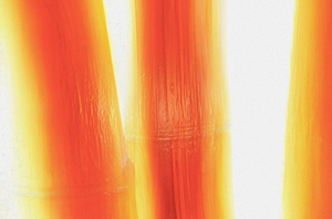 Feather Light bambeautiful