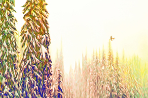 tricksters glow : landscape orientation