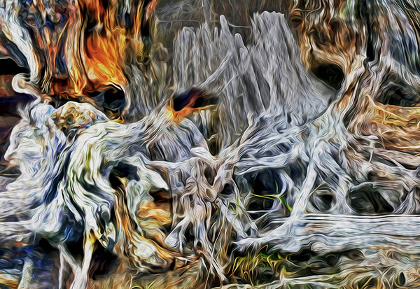 petrified at low tide by shawn morris creative