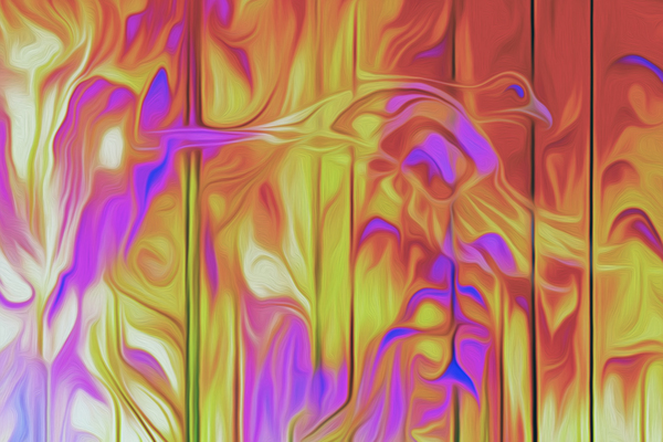 feathers and fire by shawn morris creative