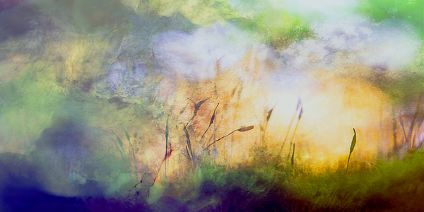 early bird by shawn morris creative