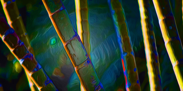 Bamboozled by shawn morris creative