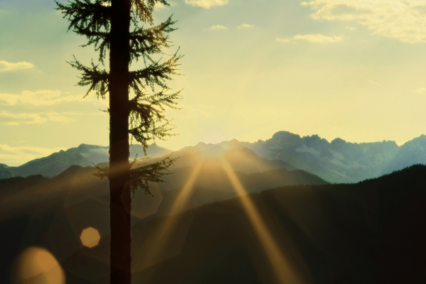 Loki Doki Golden Delight by shawn morris creative