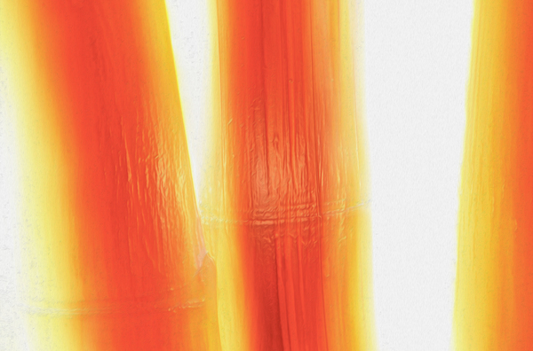 Feather Light bambeautiful by shawn morris creative