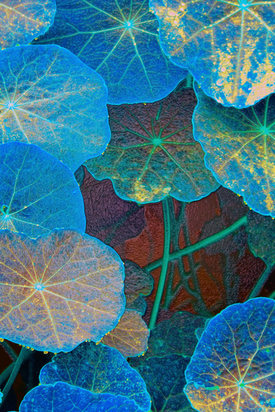 avatar star fowers by shawn morris creative