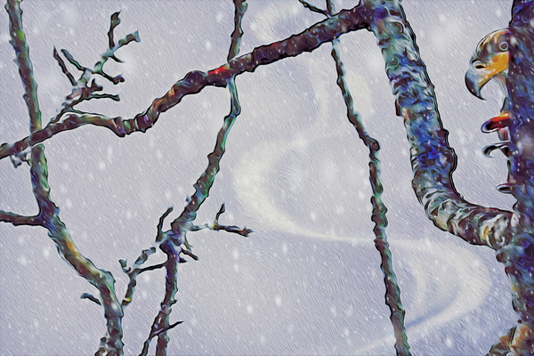 beakaboo   landcape orientaton by shawn morris creative