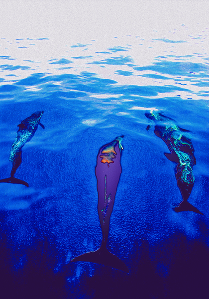 bow pod by shawn morris creative