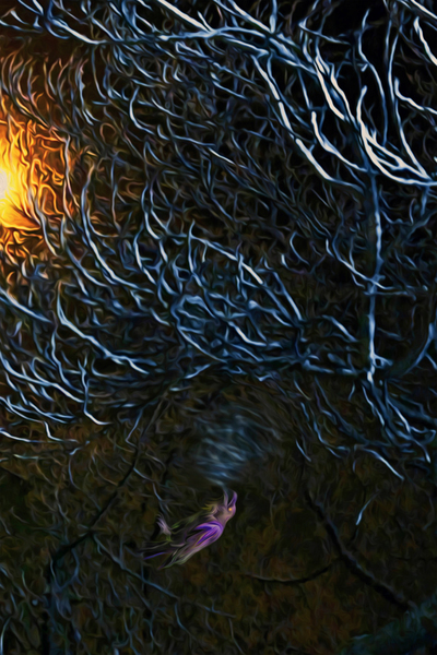 night Caw Cawler by shawn morris creative