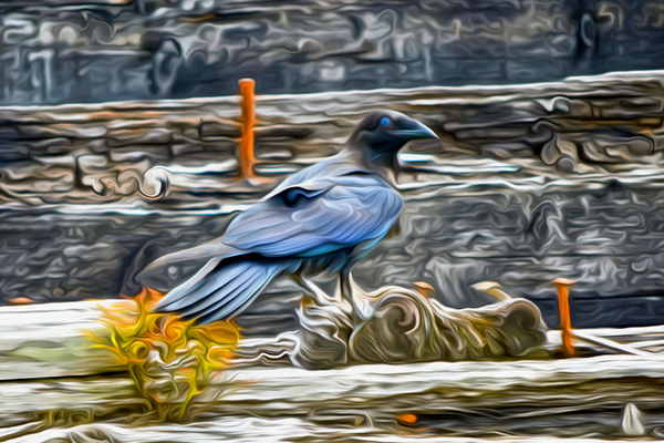 tricksters and shape shifters by shawn morris creative