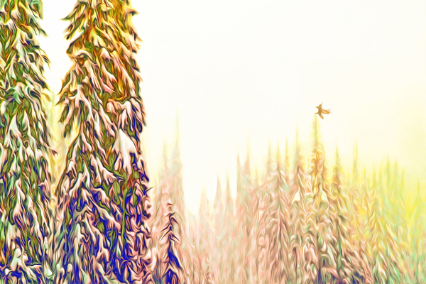 tricksters glow : landscape orientation by shawn morris creative