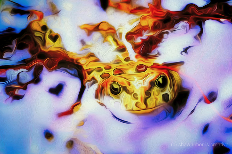 simba and the toad  Print