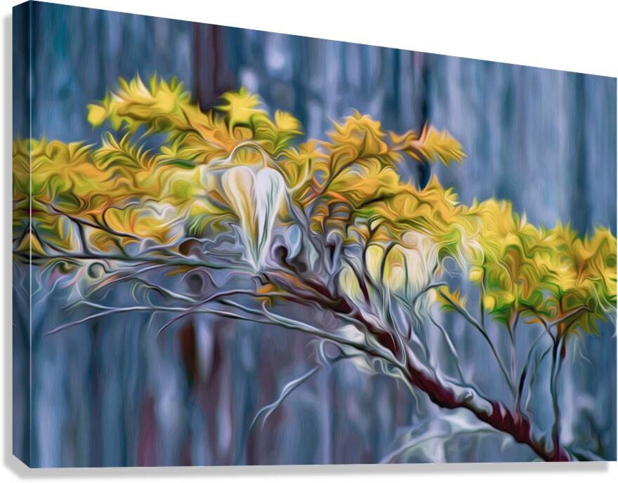 moss hawk Canvas Print