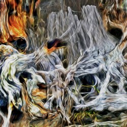 petrified at low tide