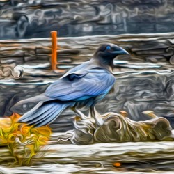 tricksters and shape shifters