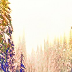 tricksters glow Panoramic Orientation