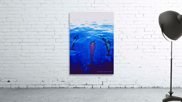 bow pod Wall Preview